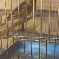 سهره قناری مست