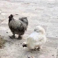 فروش خروس ابریشمی