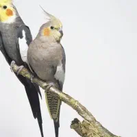 انواع نژاد عروس هلندی اصیل بالغ و تخم گذار
