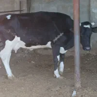 گاوگوساله درخفر