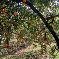 پرتقال تامسون سر درختی|خوردنی و آشامیدنی|نکا, |دیوار