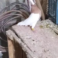 طوق زرد|پرنده|زرقان, |دیوار