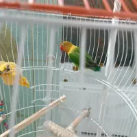 کوتوله برزیلی