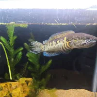 ماهی چانا گلدن کبری