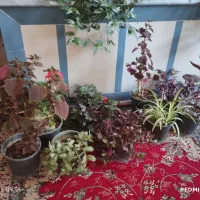 قیمت هر کدام پنجاه هزار تومان و صد هزار تومان