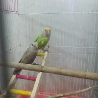 طوطی برزیلی