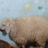 بزغاله نر و ماده چاق کبابی با بره چاق