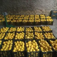 خریدار انواع لیمو وپرتقال وپرنارنج وگریپ قیمت۵۰|خدمات باغبانی و درختکاری|دزفول, |دیوار