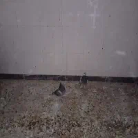 کبوتر|پرنده|مسجد سلیمان, |دیوار