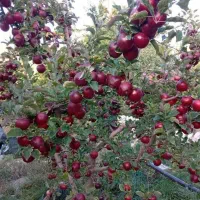 تولید ارقام نهال سیب شناسه دار