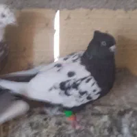 زیورآلات شیک ،سینه حراج یه میلیون،چهارتا