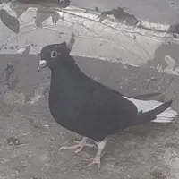 کبوتر ماده دم سفید