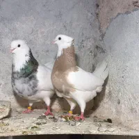 چنتایی کبوتر لون