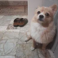 پانسیون خانگی