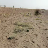 هندوانه دیم|خوردنی و آشامیدنی|سبزوار, اسلام آباد|دیوار