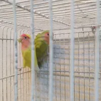 انواع‌طوطی‌ها‌به‌قیمت‌مناسب|پرنده|لالجین, |دیوار