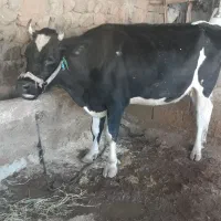 گاوه|حیوانات مزرعه|شباب, |دیوار