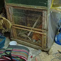 لانه مرغ ،کبوتر،بلدرچین ،اردک و