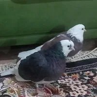 کبوتر شازده