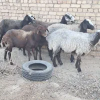 فروش میش