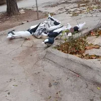 کبوتر رنگی|پرنده|کوهین, |دیوار