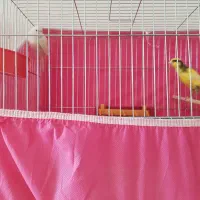 قناری و عروس هلندی