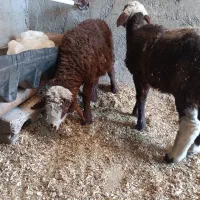 2 تا بره کاه خور