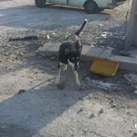 واگذاری نژادهاسکی وروتوایلر.|سگ|اهواز, کوی مهدیس|دیوار
