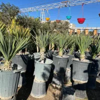 کاشت عرضه یوکا باغی بیرونی