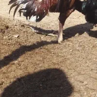 خروس لاری|حیوانات مزرعه|مشهد, امام رضا (ع)|دیوار