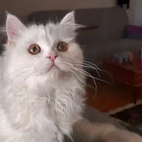 پرشین و هیمالین