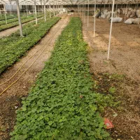 نشا توت فرنگی البیون|خدمات باغبانی و درختکاری|هشتگرد, قاسم آباد بزرگ|دیوار