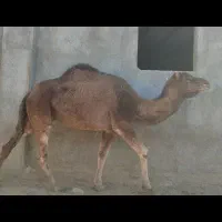 شتر چاق پرواری|حیوانات مزرعه|مشهد, انصار|دیوار