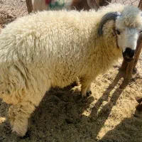 بره شیر درجه یک