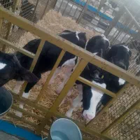 هلشتاین نمونه|حیوانات مزرعه|رزن, |دیوار