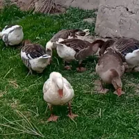 غاز محلی خوب