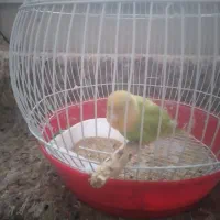 طوطی برزیلی