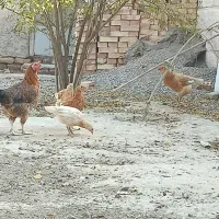 محلی|حیوانات مزرعه|انبارآلوم, |دیوار