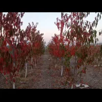 باغ 1200 متری اسجیل زیبا|فروش خانه و ویلا|گلمکان, |دیوار