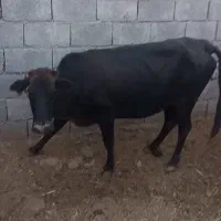 گوساله ماده قصابی