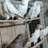 کبوتر