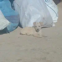 پاپی ناز پاهوش خانگی|سگ|جلگه رخ, |دیوار