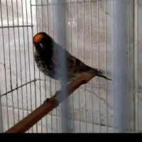 سهره گلبسر قناری فنچ|پرنده|مشهد, شهرک بهارستان|دیوار