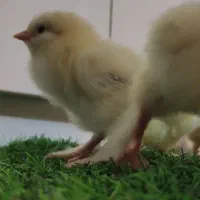 جوجه برهما اصیل|حیوانات مزرعه|گرگان, |دیوار