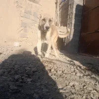 توله سراب|سگ|قوچان, |دیوار