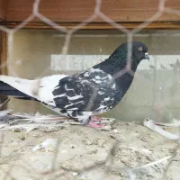 کبوتر|پرنده|ری, شهرری|دیوار