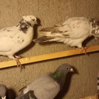 آلمانی مسافتی|پرنده|بسطام, |دیوار