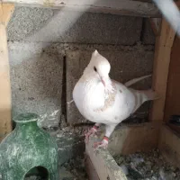 هما و سرکه ای دم سفید|پرنده|صباشهر, |دیوار