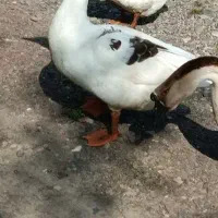 غاز نر|حیوانات مزرعه|سنگر, |دیوار