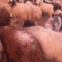 فروش ۲۰راس بره نر|حیوانات مزرعه|ارسنجان, |دیوار